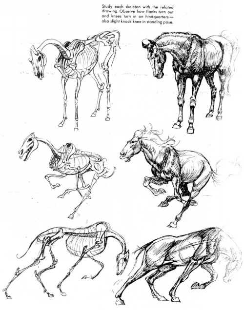 If You Love Animals Or Drawing Then You Should Add This Book To Your Collection. The Art Of Animal Drawing