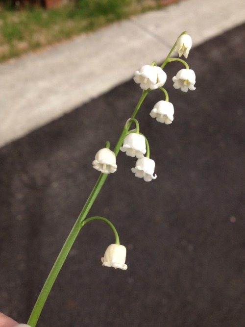 cigs4kids:cutest lil flowers
