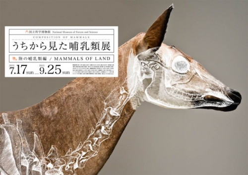 Composition of Mammal´s posters by Wataru Yoshida