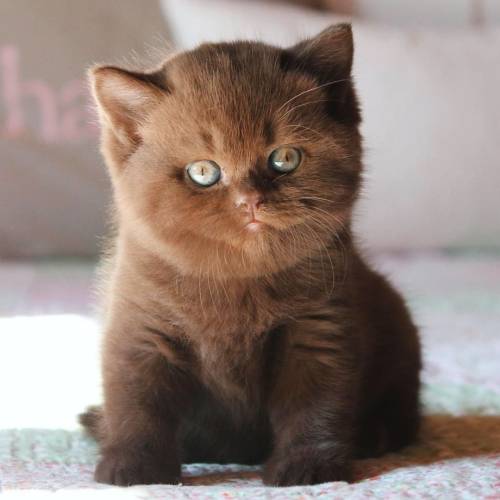 Cute British Shorthair Babies! :3@mostlycatsmostly, just look at them ^_^