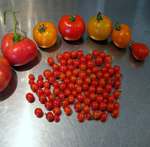 neogeotorpedo:  THERE ARE TOMATOES THE SIZE OF A PEA CALLED “SPOON TOMATOES” PLEASE LOOK AT THIS    THEY ARE IN FACT THE WORLDS SMALLEST TOMATO AND YOU CAN BUY THE SEEDS HERE AND HERE.             