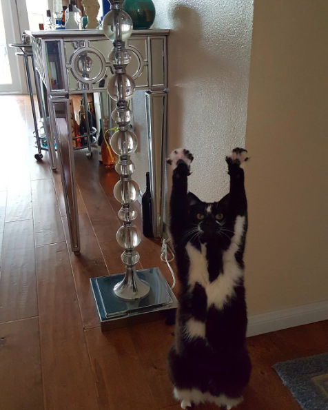 catsbeaversandducks:If you’re feeling sad just look at Keys aka GoalKitty and her best friend Goose.