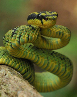 Solid-Snakes:  Sri Lankan Green Pitviper (Trimeresurus Trigonocephalus) By Reptile