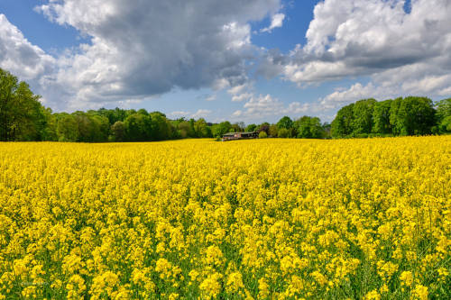 1) The rape blossom is coming to an end. Here are two quick series of pictures before it is over