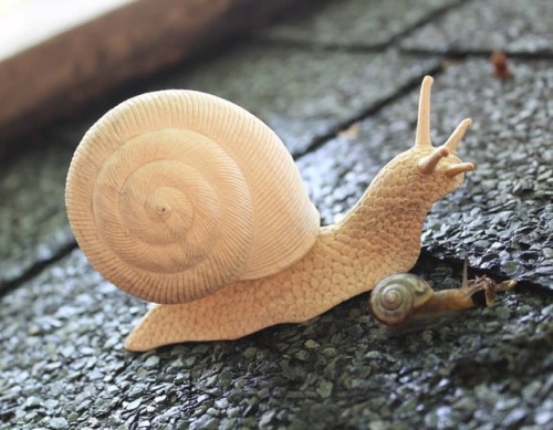 カタツムリの親子 #カタツムリ #木彫 #小島秋彦 #snail #woodcarving #akihikokojima