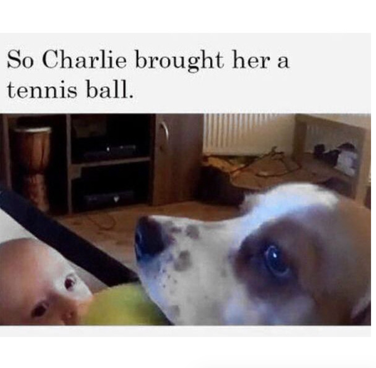 babyanimalgifs:  Charlie is a good boy