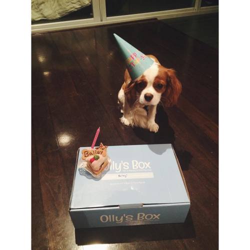 A very #spoilt #birthday #princess #puppy! Thank you @ollysbox #ollysbox for her #amazing box full o