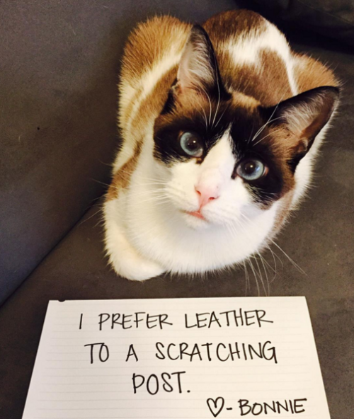 cat shaming