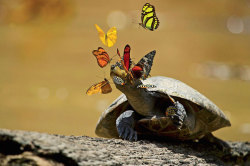 nubbsgalore: lachryphagy is the term used to describe the behaviour of tear drinking in nature, typically in environments - like the purvian amazon shown here - where sodium and other micronutrients are hard to find.  bees and butterflies need sodium