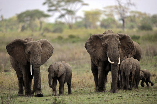 Ring of Elephant Poachers Broken Up by Tanzanian AuthoritiesBy Willy Lowry via The New York Times An