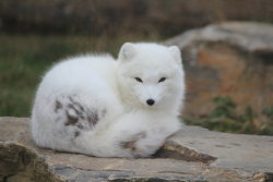 earthlynation:  Arctic Fox by eternalfall1