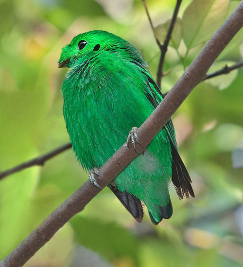 ambipom:end0skeletal:The green broadbill is a small bird in the broadbill family endemic to forests 