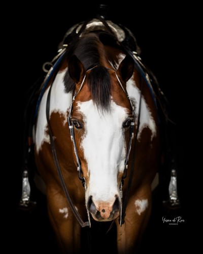 horsesarecreatures:
“Paint horse by yessicadereusfotografie
”