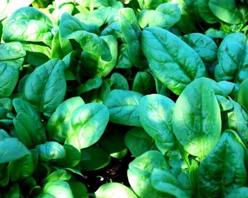 The Poison Diaries Aphrodisiac Spinach Spinacia oleracea