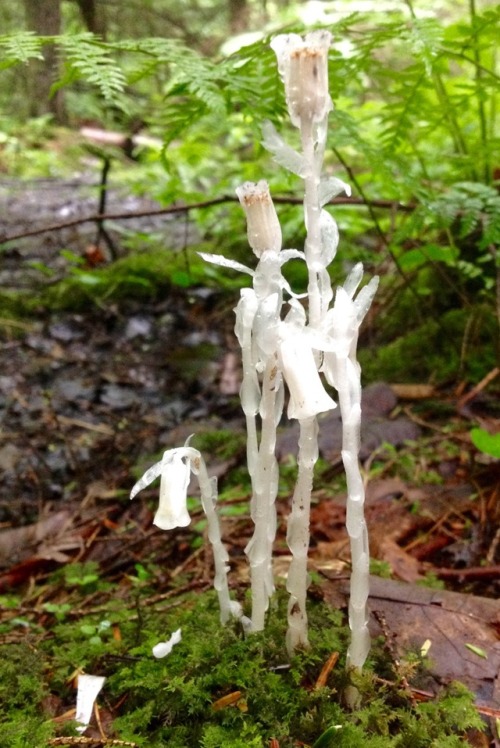 Indian pipes (monotropa uniflora) Indian pipes, ghost pipes, corpse plant, or ghost plant? Whatever 