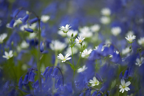 Spring Reverie by Jacky Parker Floral Art on Flickr.