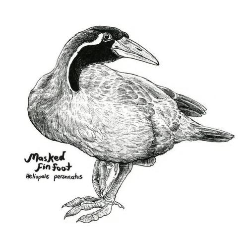 Endangered Inktober - Masked Finfoot by Ciameth  Day 17 - Masked Finfoot, Heliopais personatusIUCN S