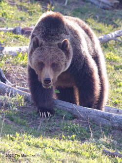 Fuck-Yeah-Bears:  Grizzly Bear, Yellowstone National Park, Wyoming By Tin Man