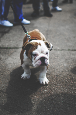 envyavenue:  Bull Dog | Photographer