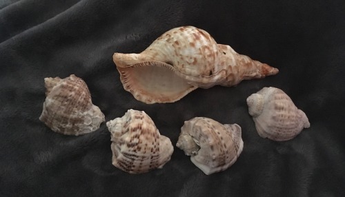 The bigger shells in my collection, the longer, biggest one it what I believe to be a Triton snail s