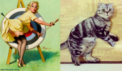 Cats That Look Like Pin Up Girls