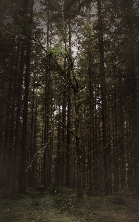 heathenharnow:Bland sorgsna träd och sovande troll XV© Heathen Harnow -&nbs