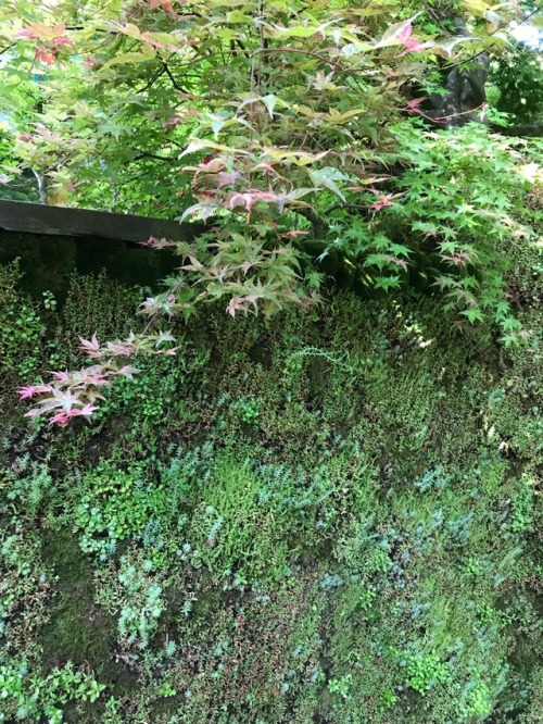 jillraggett:Plant of the DayMonday 29 May 2017At the Royal Horticultural Society Chelsea Show this J