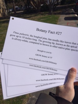 biodiverseed:  dailyplantfacts:Aside from running the dailyplantfacts blog, I am also the president of the  GROW Botany club at University of Florida. Today, we hung plant fact signs on trees around the UF campus! Many people are unaware of the awesome