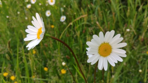 Marguerites, May 2021 #marguerite#ox-eye daisy#flowers#flower