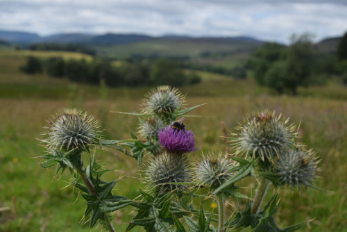 on-misty-mountains:Inchewan and Braan Paths near Dunkeld