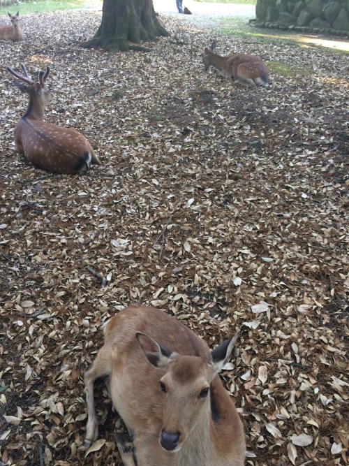 I went to Nara park today and saw the deer! They’re pretty friendly for the most part. I ran i