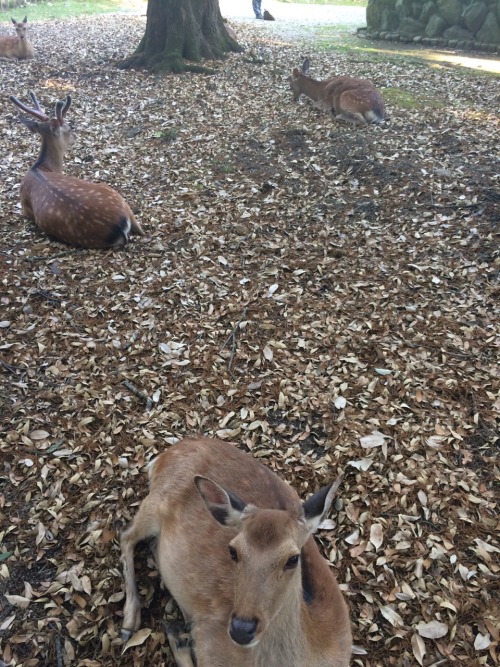 These are from my day trip to Nara! I only visited Nara park. I wanted to see the deer. Overall it w