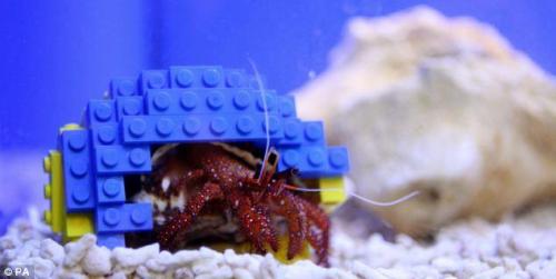 girlfriendsofthegalaxy: spectrometrie: experimental hermit crabs top right LEGO crab actually lives 