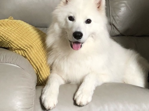 cloudthesamoyed:just a big puppy
