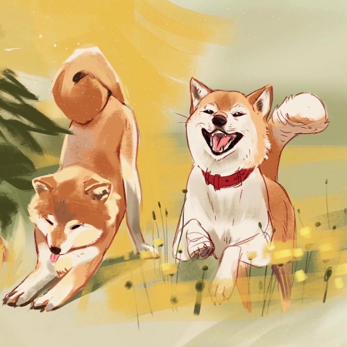 thinking abt haiji & shibes this week