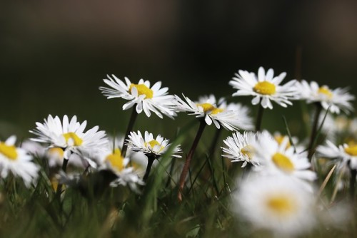 Gänseblümchen