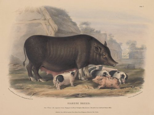 William Nicholson, Old English Breed, 1842. Edinburgh. Source 1 + 2