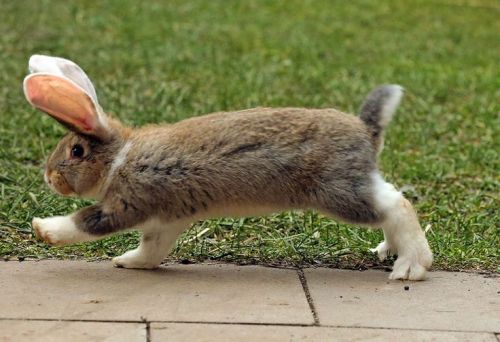 theotherwesley: on my way to steal your garden veggies 