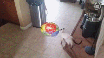 Cat GIF Central