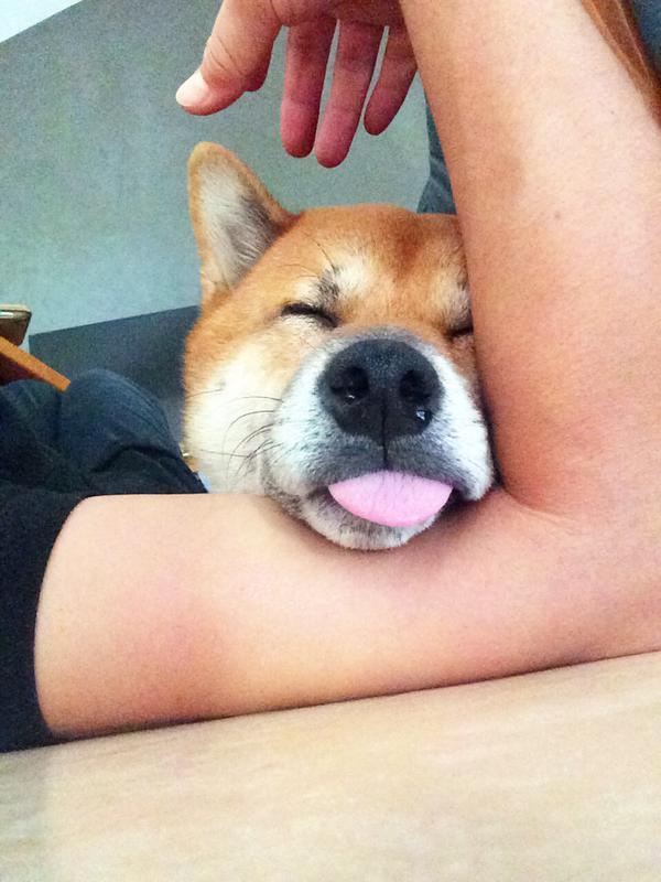 sasaq:  Twitter / Tora &amp; Goma @Toragome