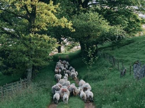 thequeensenglish: On the way home, Matterdale, Lake District, Cumbria, England. Photo by James Reban