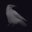 silvercrow72