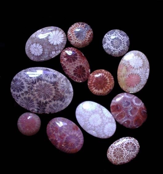 pearl-nautilus:  Agatized fossilized coral. 