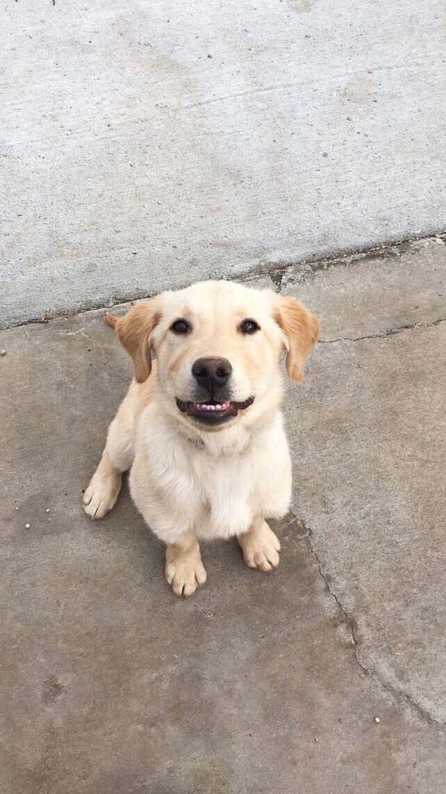 handsome dogs for you in these trying times