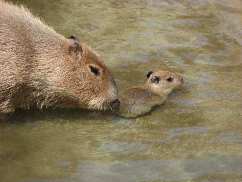 iridessence:toasty-bat:  iridessence:  wolfydawolfli:totheark:4-2-2011   I never considered baby capybaras were a thing but here I am, d'awstruck but the tiny adorable child babybara      holy shit