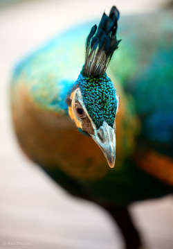 jaws-and-claws:  Peacock up close and personal