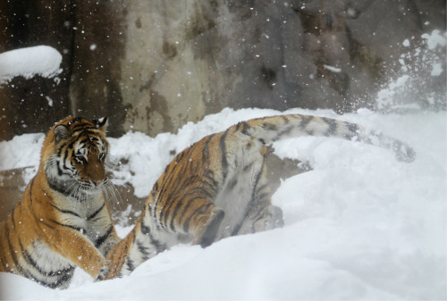 stuffidraw: tigers in the snow at the milwaukee county zoo