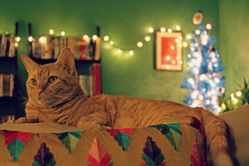 catycat21:Christmas Cat by K. Sawyer Photography on Flickr.