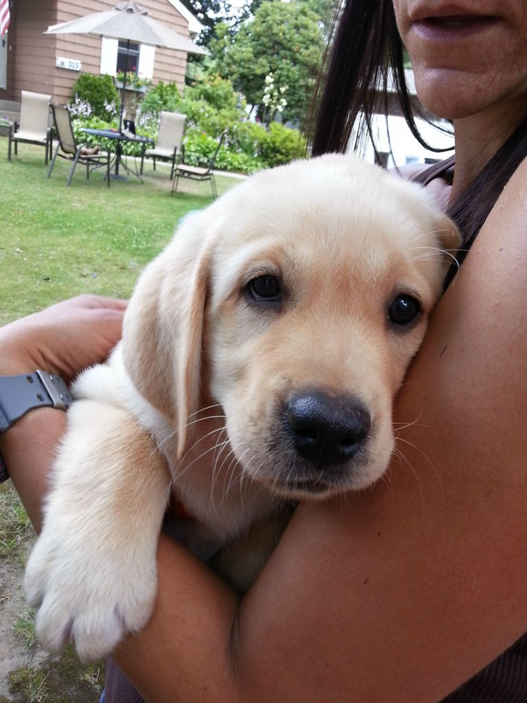 cute-overload:  Like to introduce you all to Atlas! (9 weeks old)http://cute-overload.tumblr.com