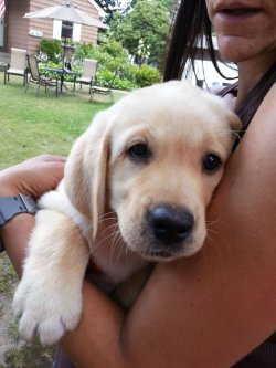 Cute-Overload:  Like To Introduce You All To Atlas! (9 Weeks Old)Http://Cute-Overload.tumblr.com